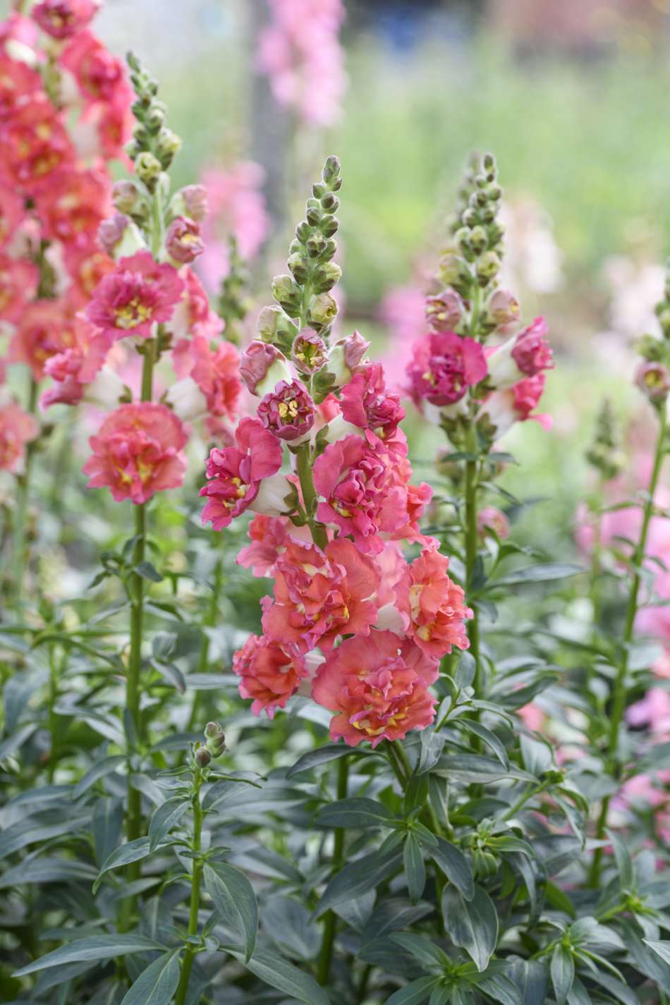 Lejongap 'Madame Butterfly Bronze' (frö)